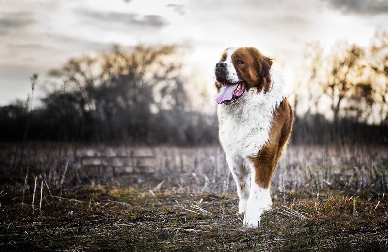 St Bernard Dog — Brown, Dramatic