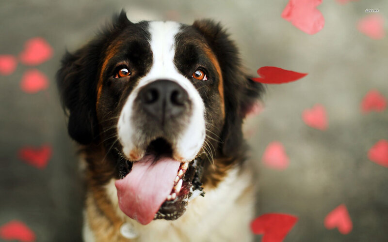 St Bernard Dog — Brown, Playful
