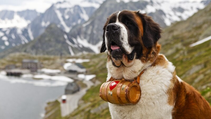 St Bernard Dog — Brown, Serene, Photograph