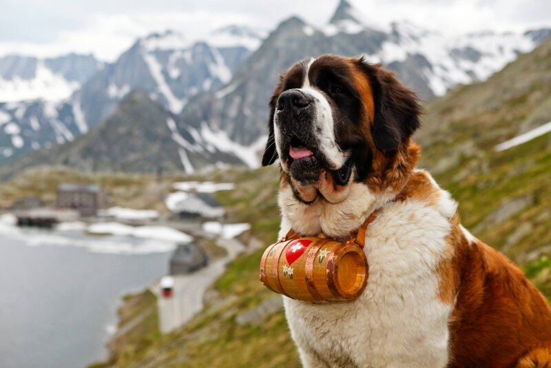 St Bernard Dog — Brown, Serene