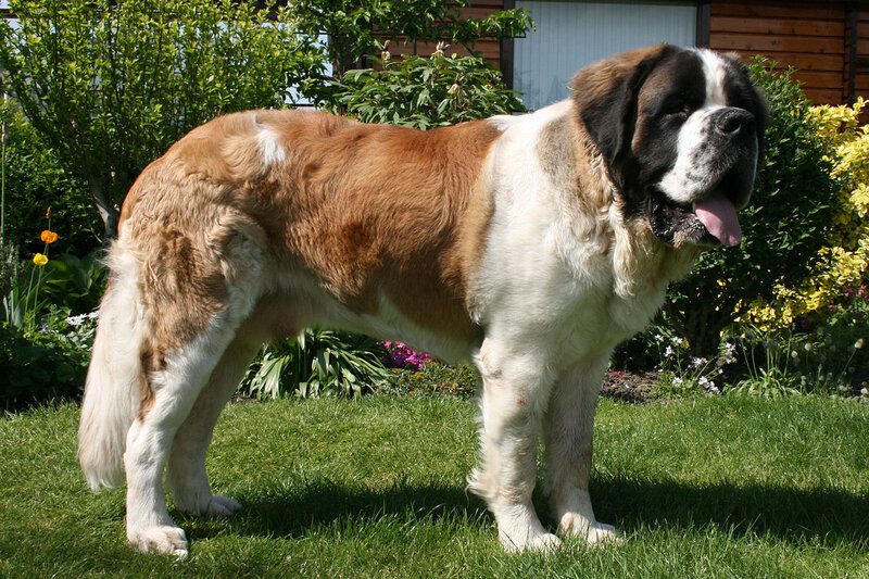 St Bernard Dog — Green