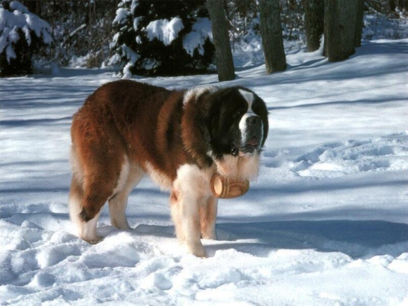 St Bernard Dog in Snow