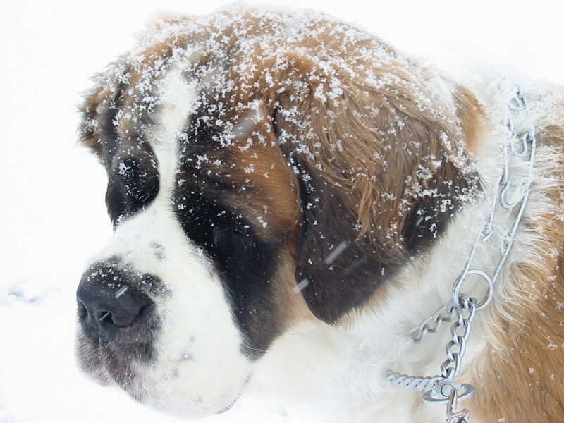 St Bernard Dog in Snow — White