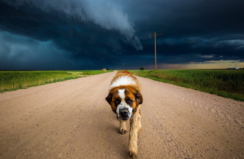 St Bernard Dog on Road