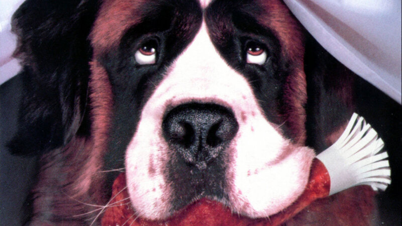 St Bernard Dog — White, Calm