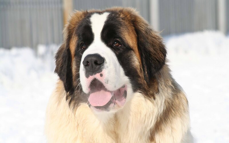 St Bernard Dog — White