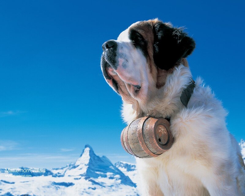 St Bernard Dog with Barrel