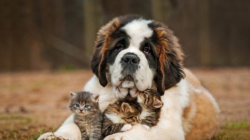 St Bernard Dog with Kittens — Brown