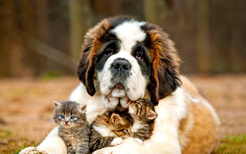 St Bernard Dog with Kittens