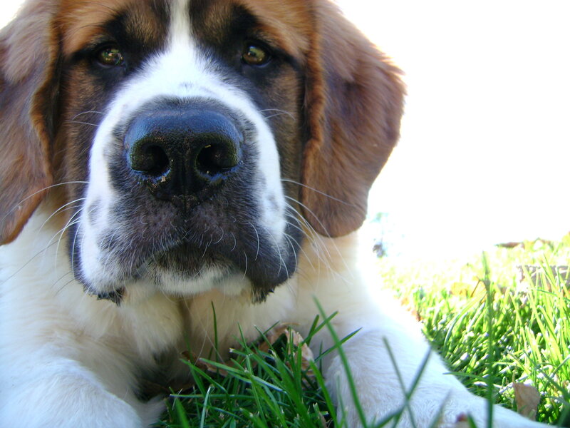 St Bernard Puppy