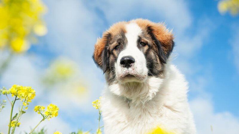 St Bernard Puppy — White, Serene