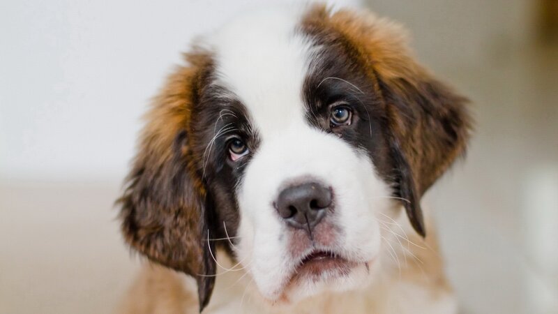 St Bernard Puppy — White
