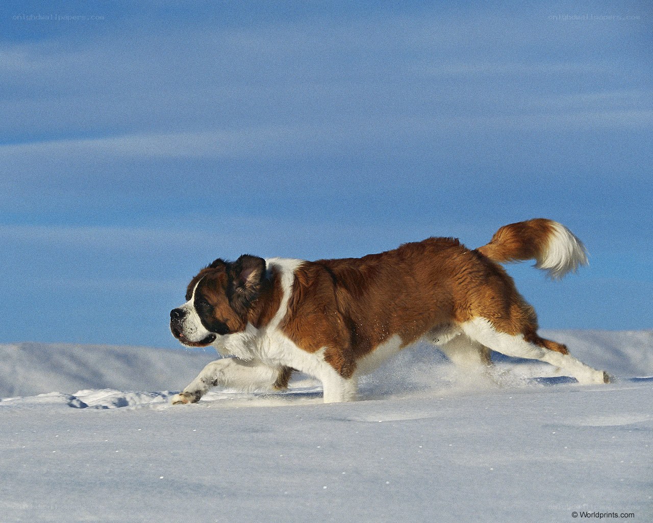 St Bernard running in snow