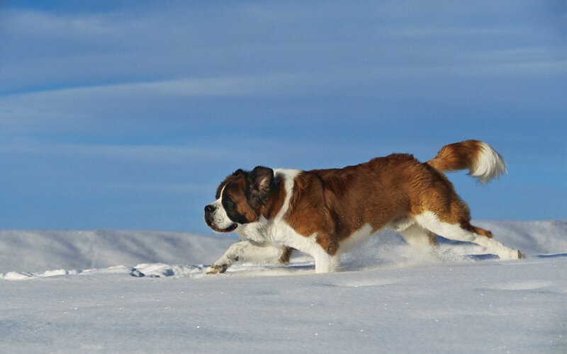 St Bernard running in snow