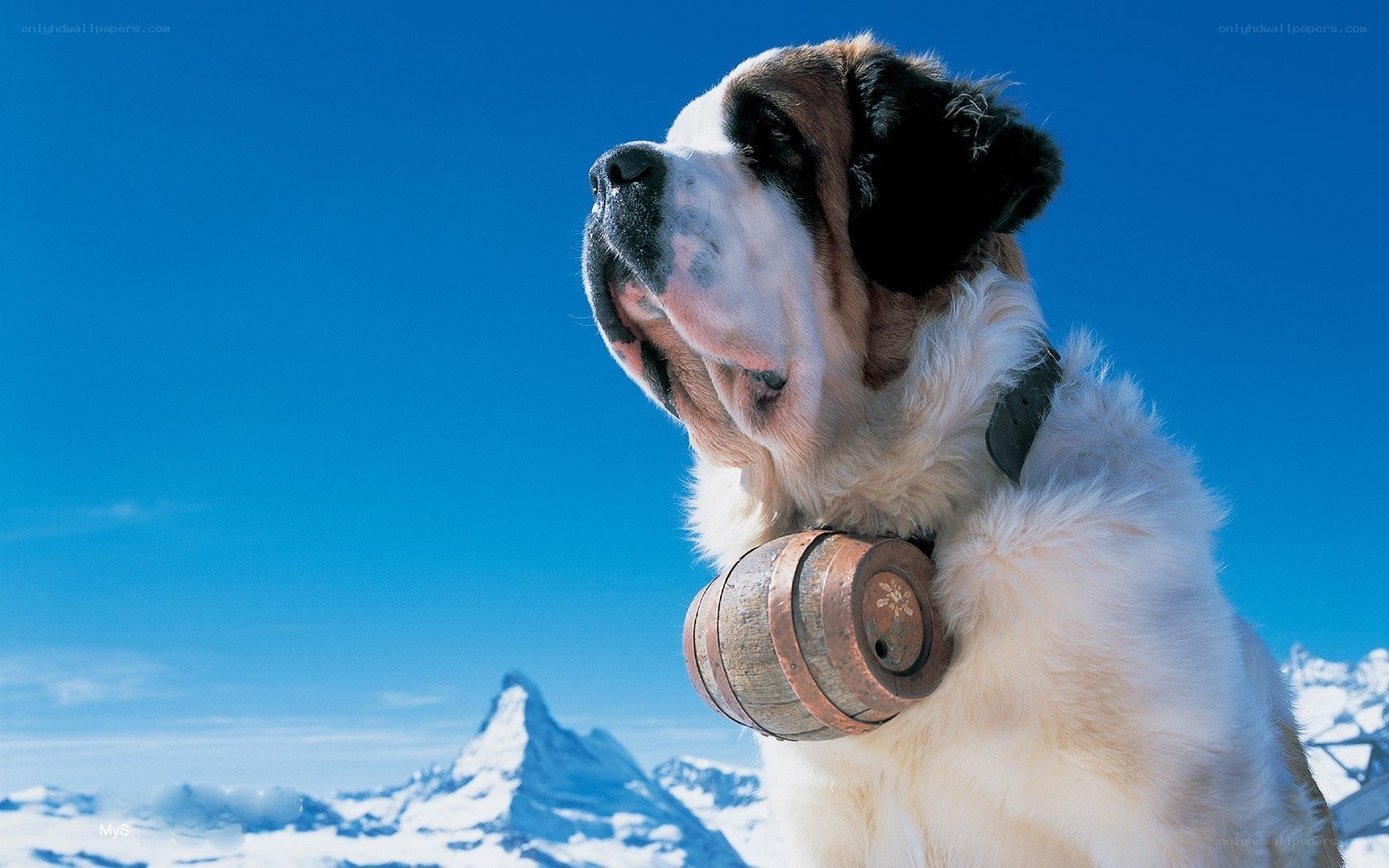 St Bernard with barrel on mountain