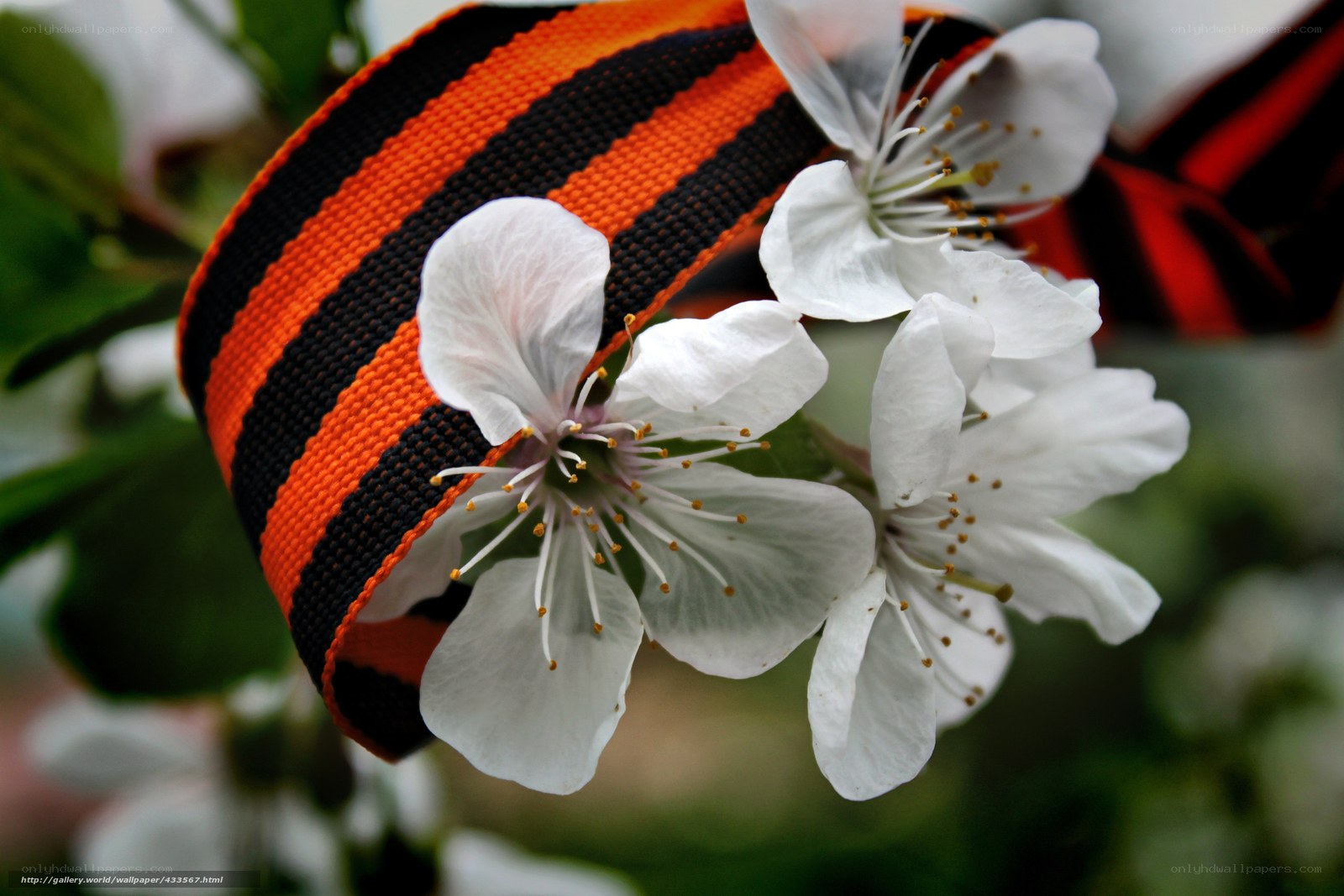 St. George's ribbon with cherry blossoms