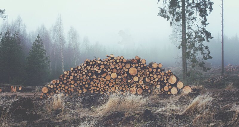 Stack of Cut Logs