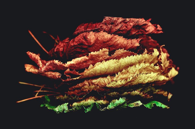 Stack of Dried Leaves