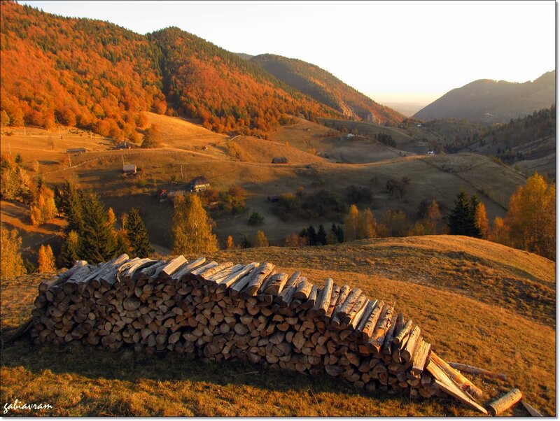 Stack of Firewood