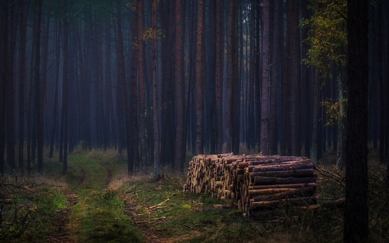 Stack of Logs in Forest — Green
