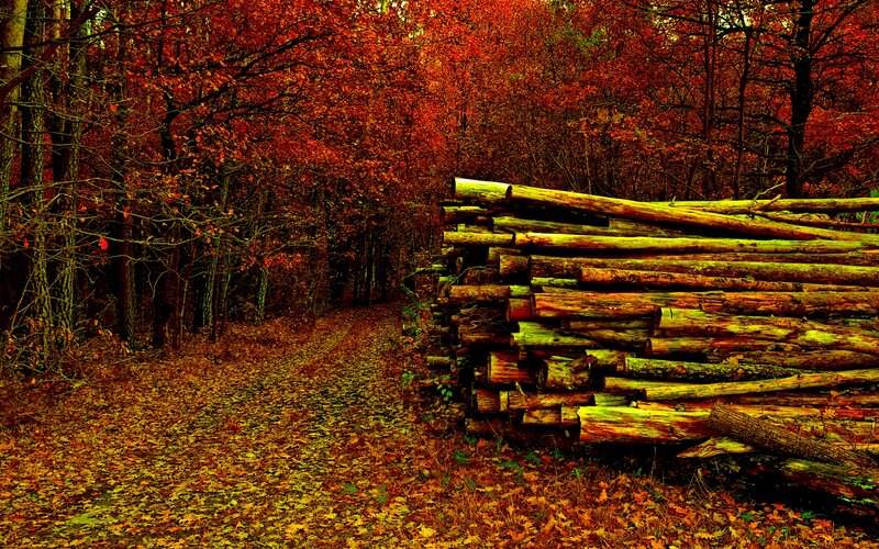 Stack of Logs in Forest — Red
