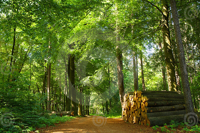 Stack of Logs in Forest