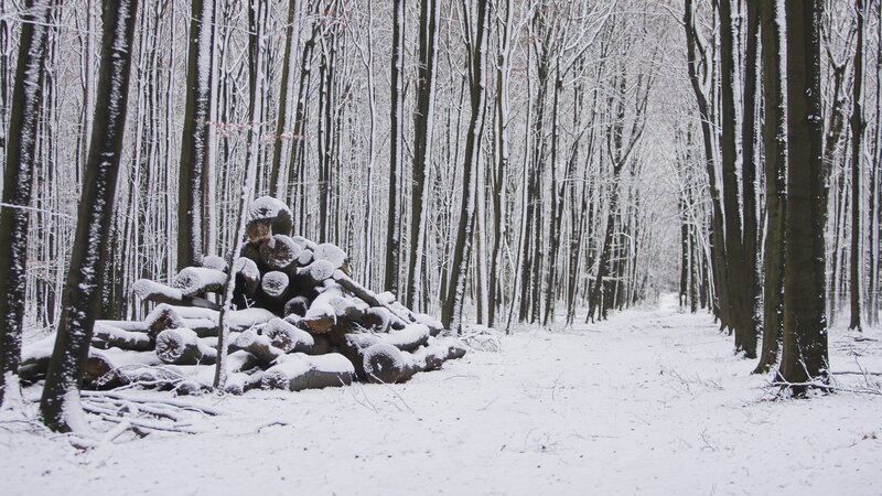 Stack of Logs in Forest — White