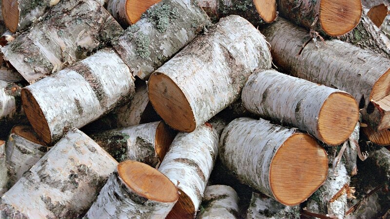 stacked birch logs