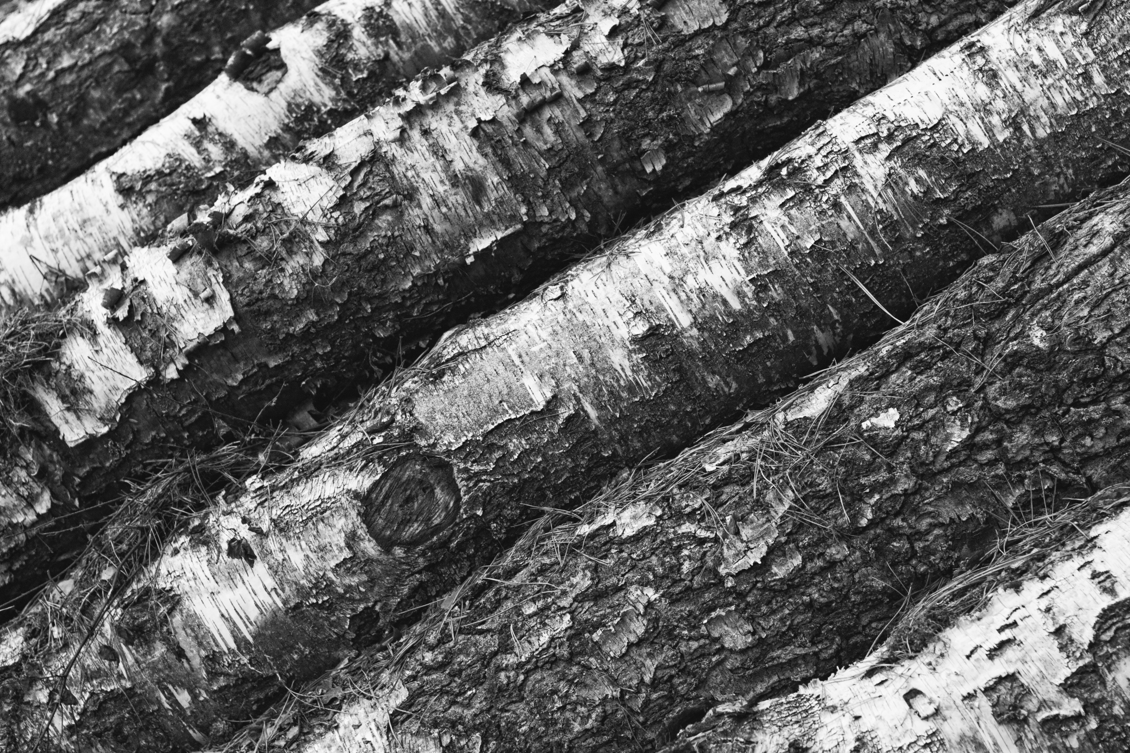 stacked birch logs
