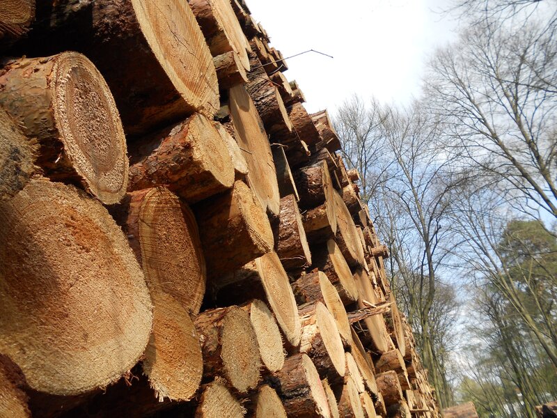 Stacked Cut Logs — Brown, Natural
