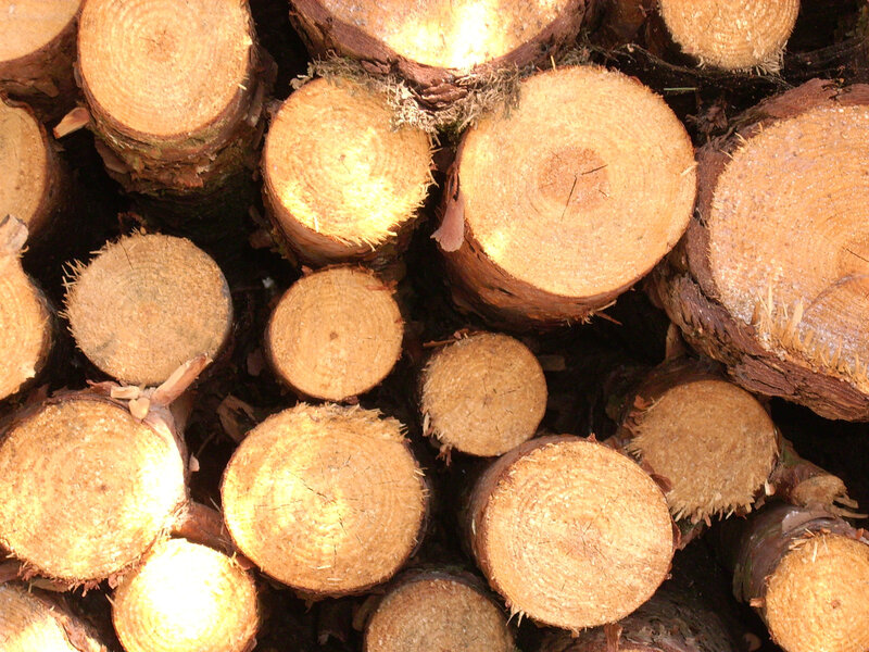 Stacked Cut Tree Logs