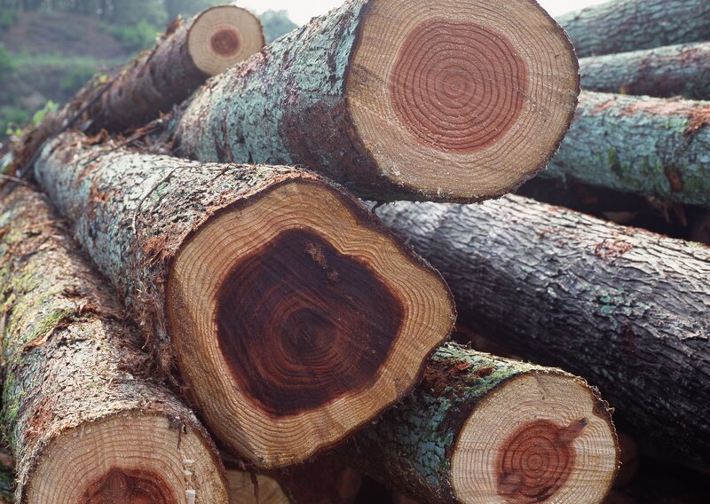 stacked cut tree trunks