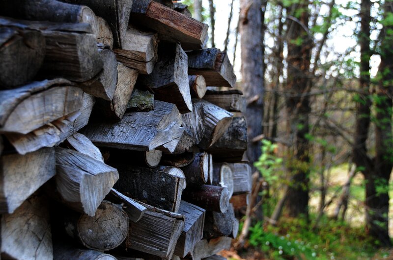 stacked firewood in forest