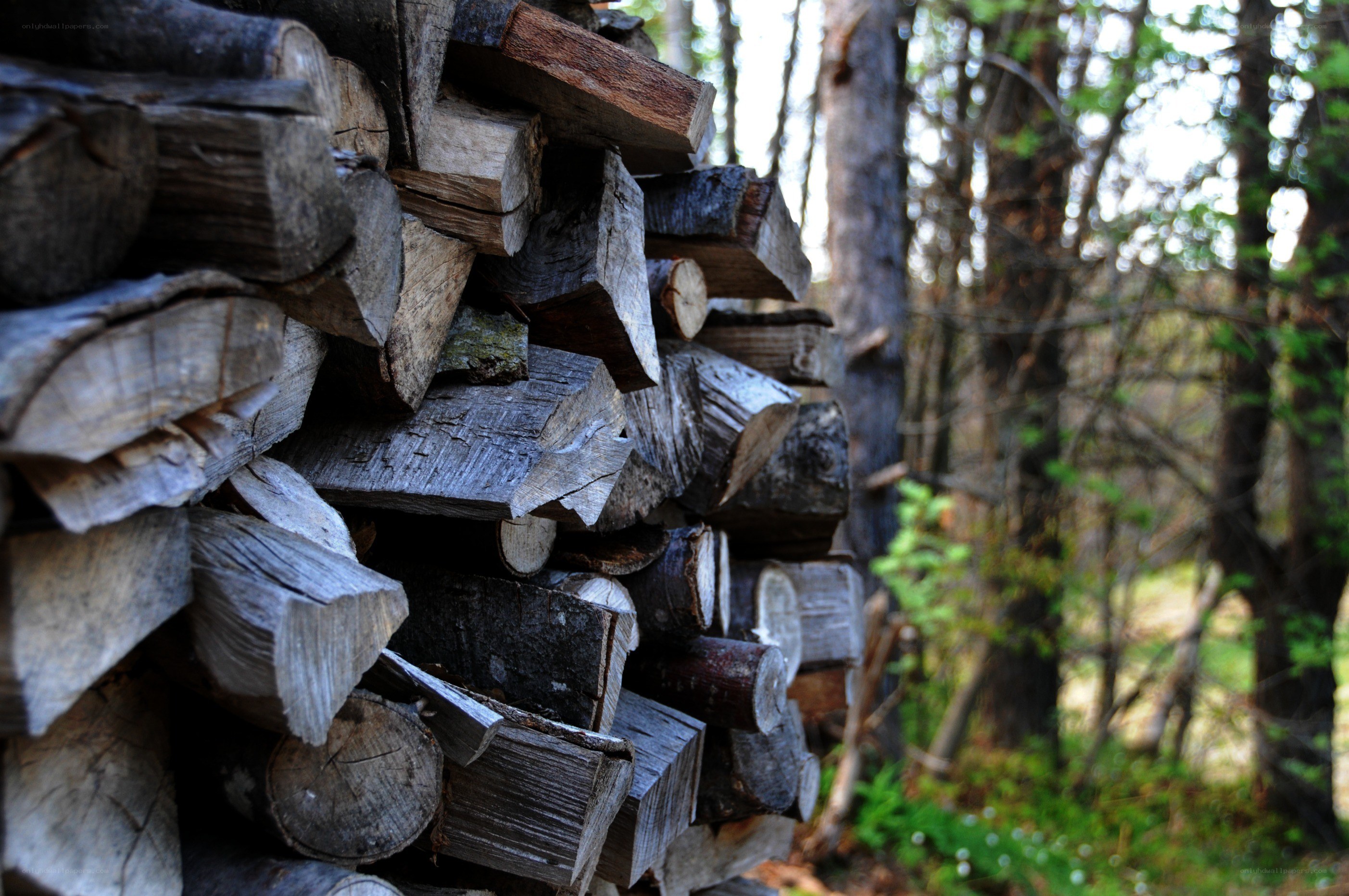 stacked firewood in forest