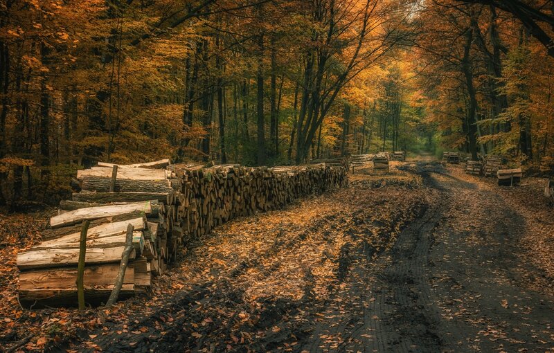 Stacked Firewood in Forest — Orange