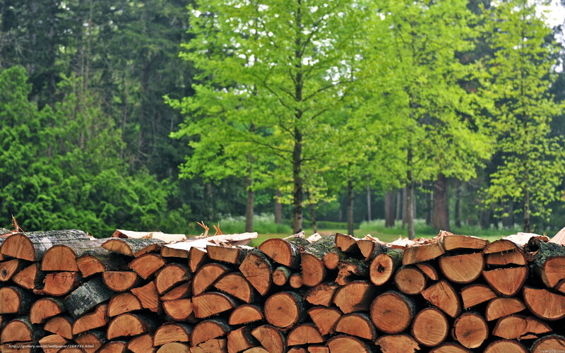 stacked firewood in forest