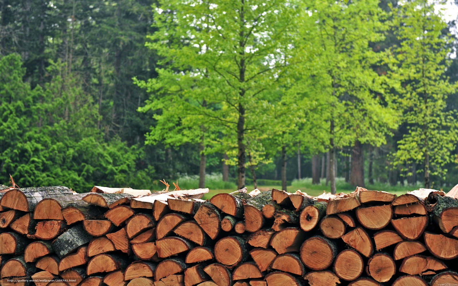 stacked firewood in forest