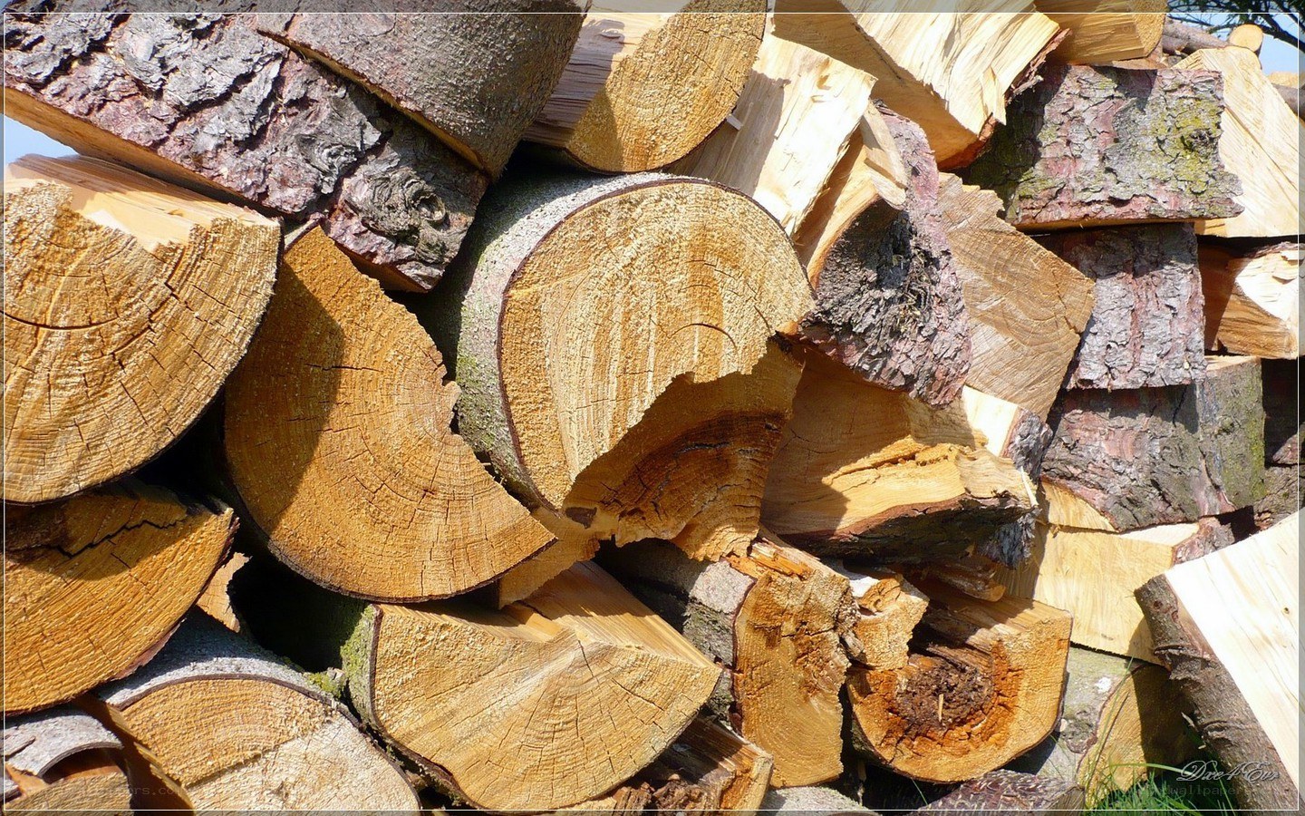 stacked firewood logs