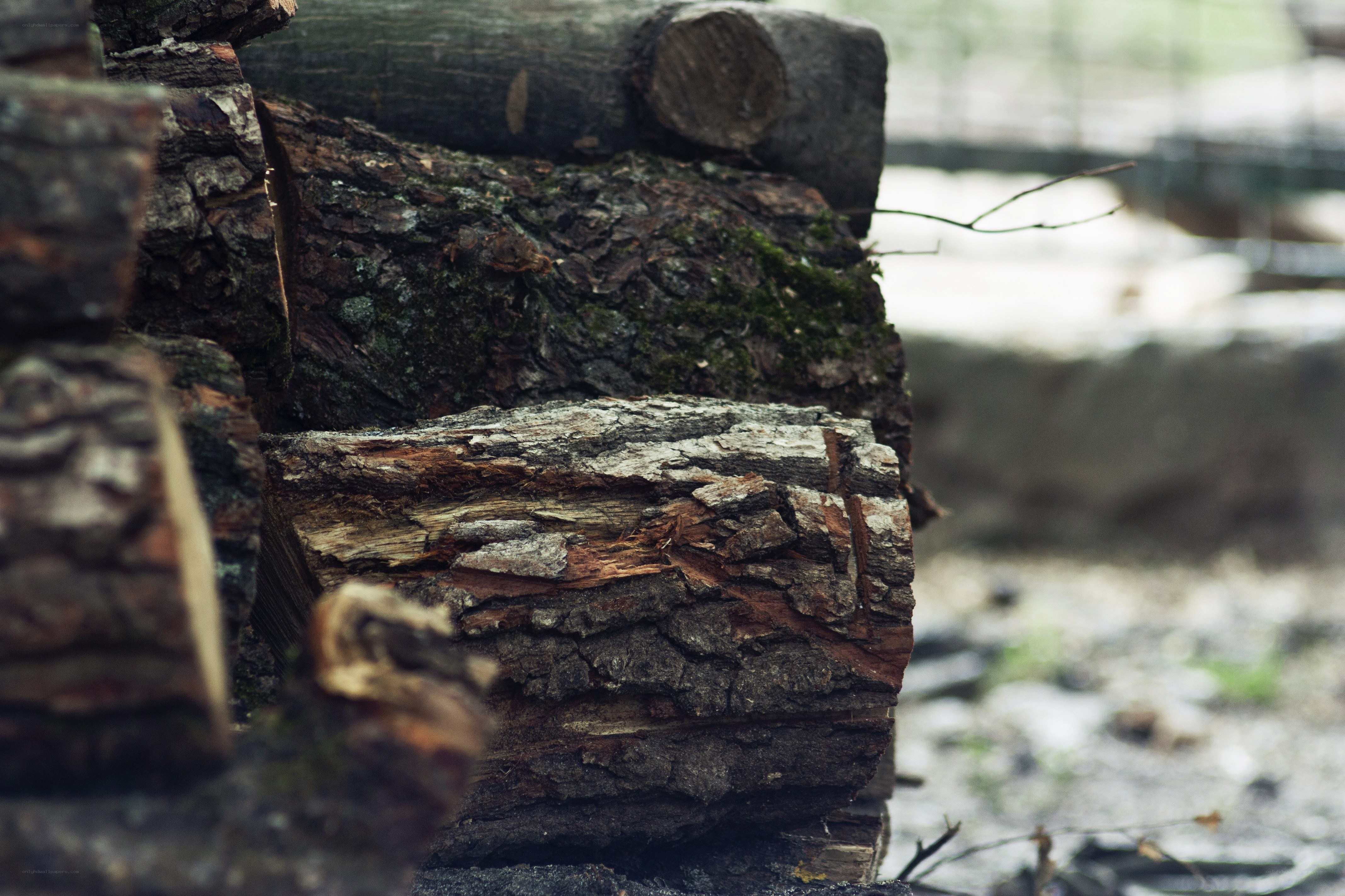 stacked firewood logs