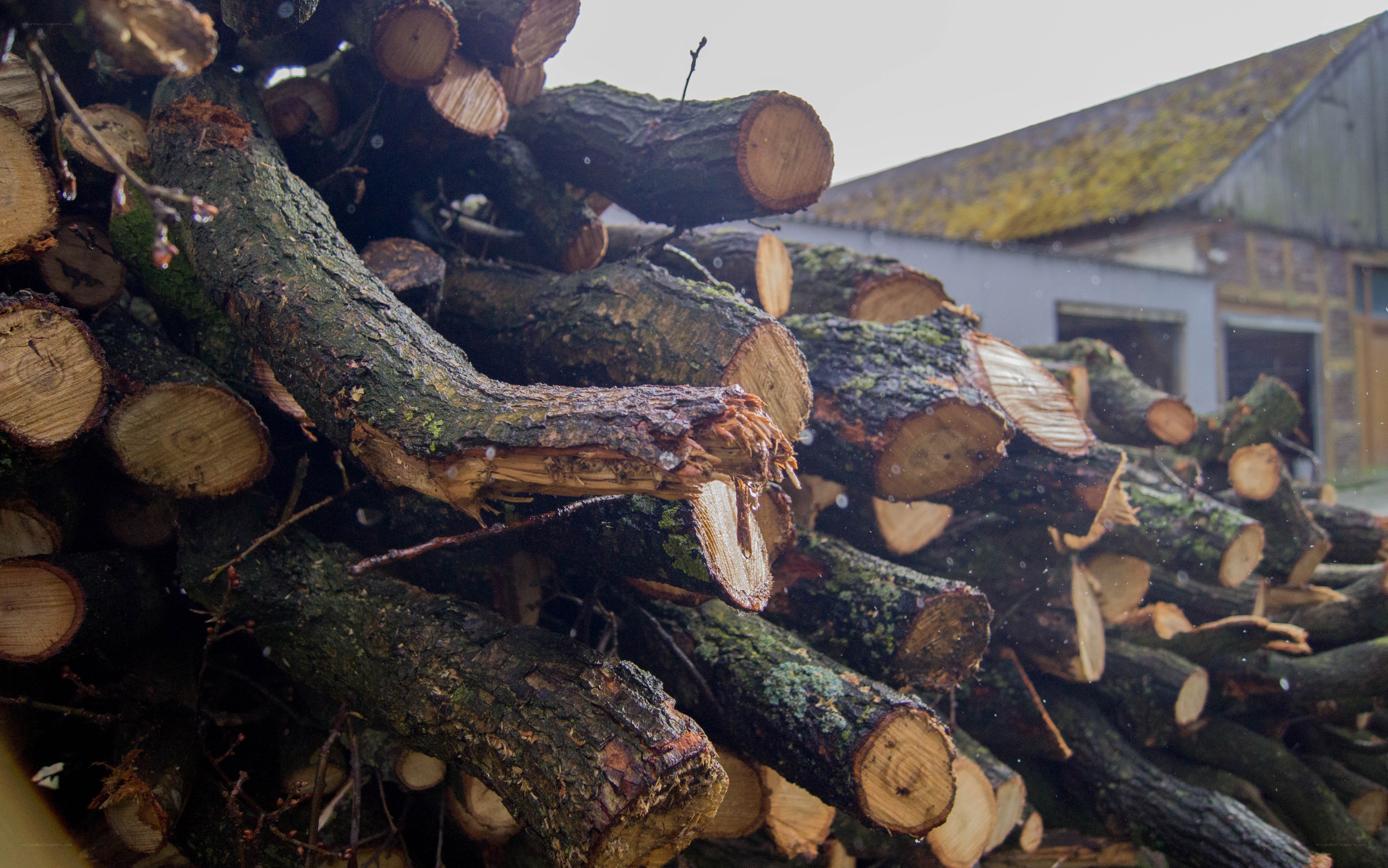 stacked firewood logs