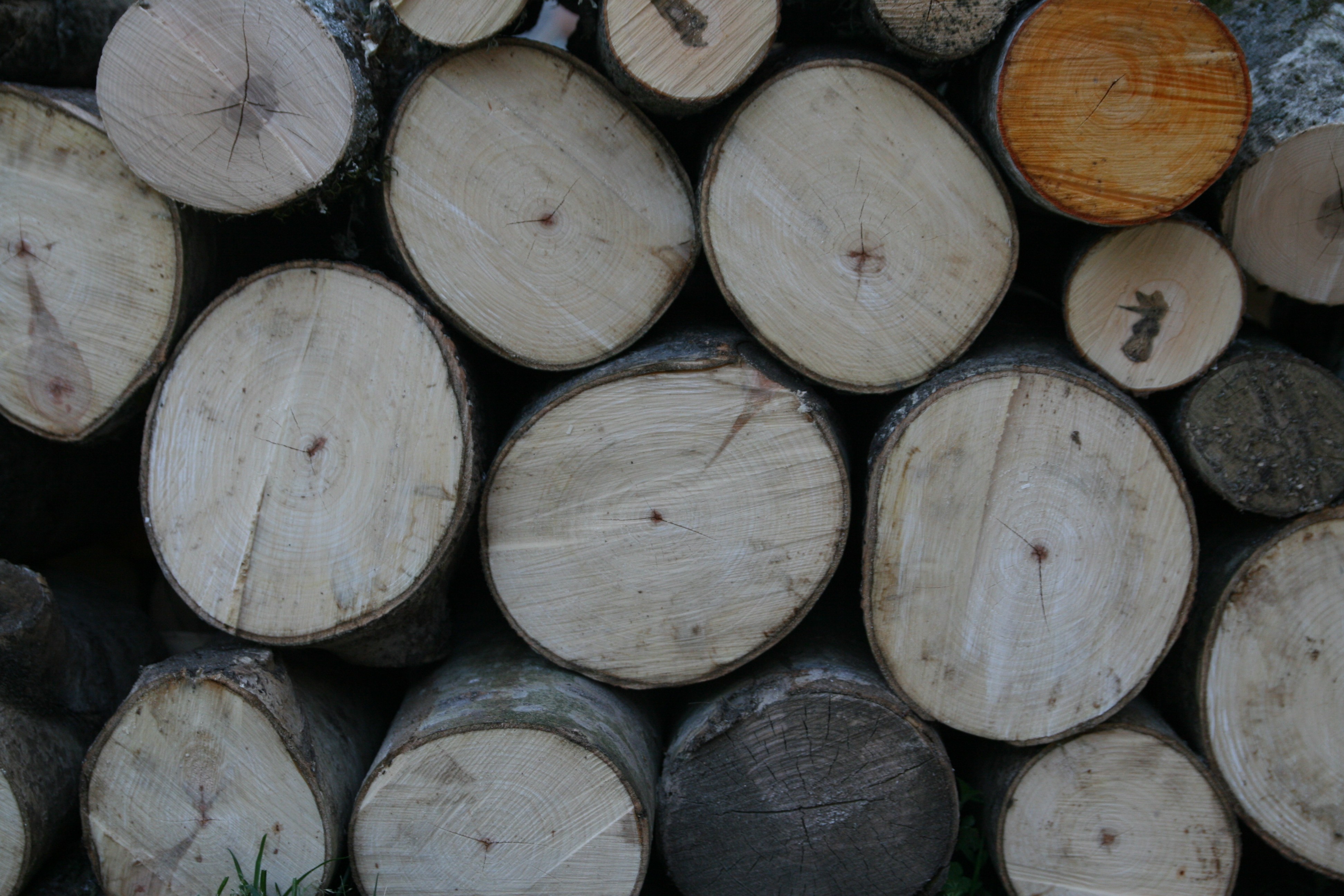 stacked firewood logs