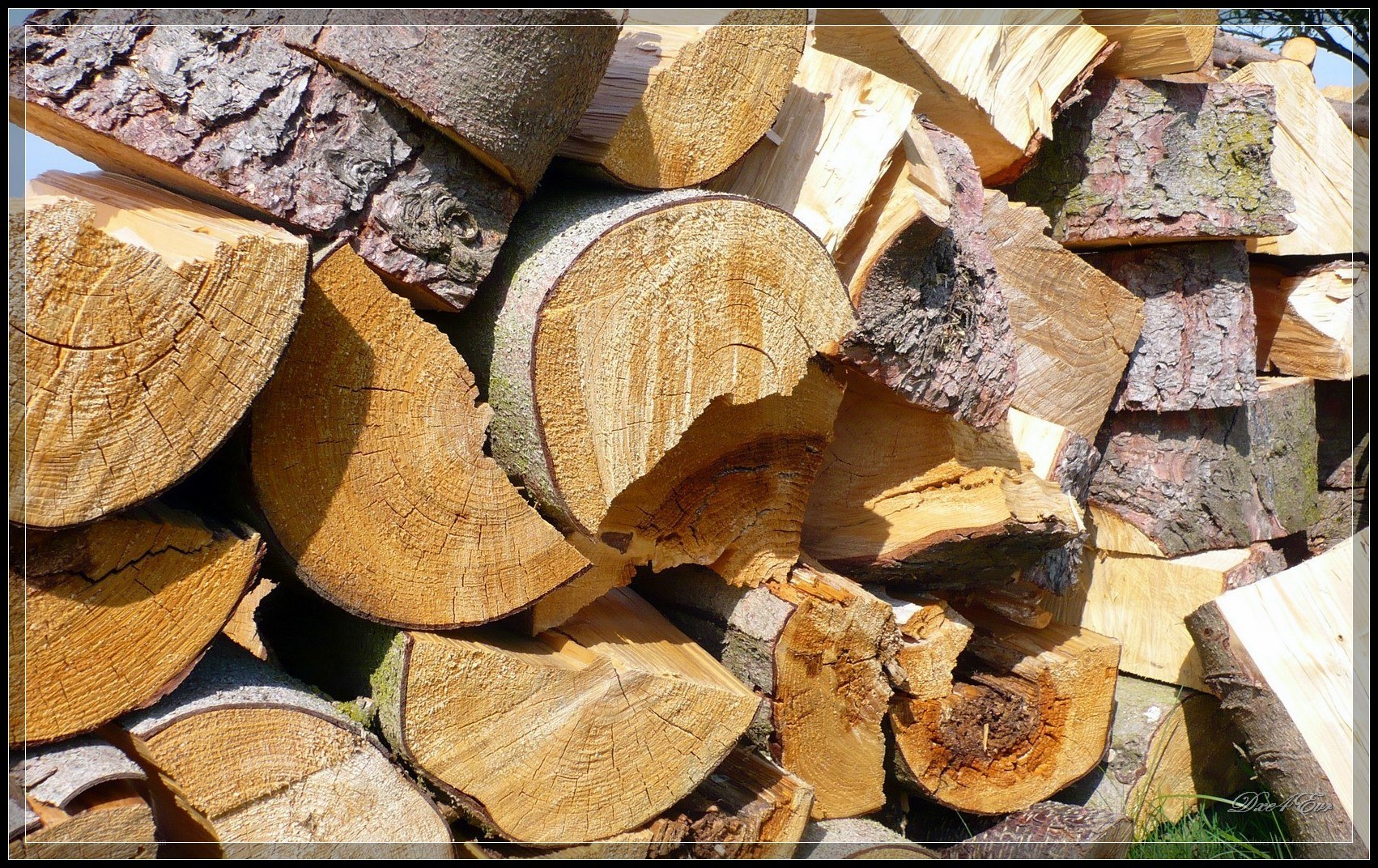 stacked firewood logs