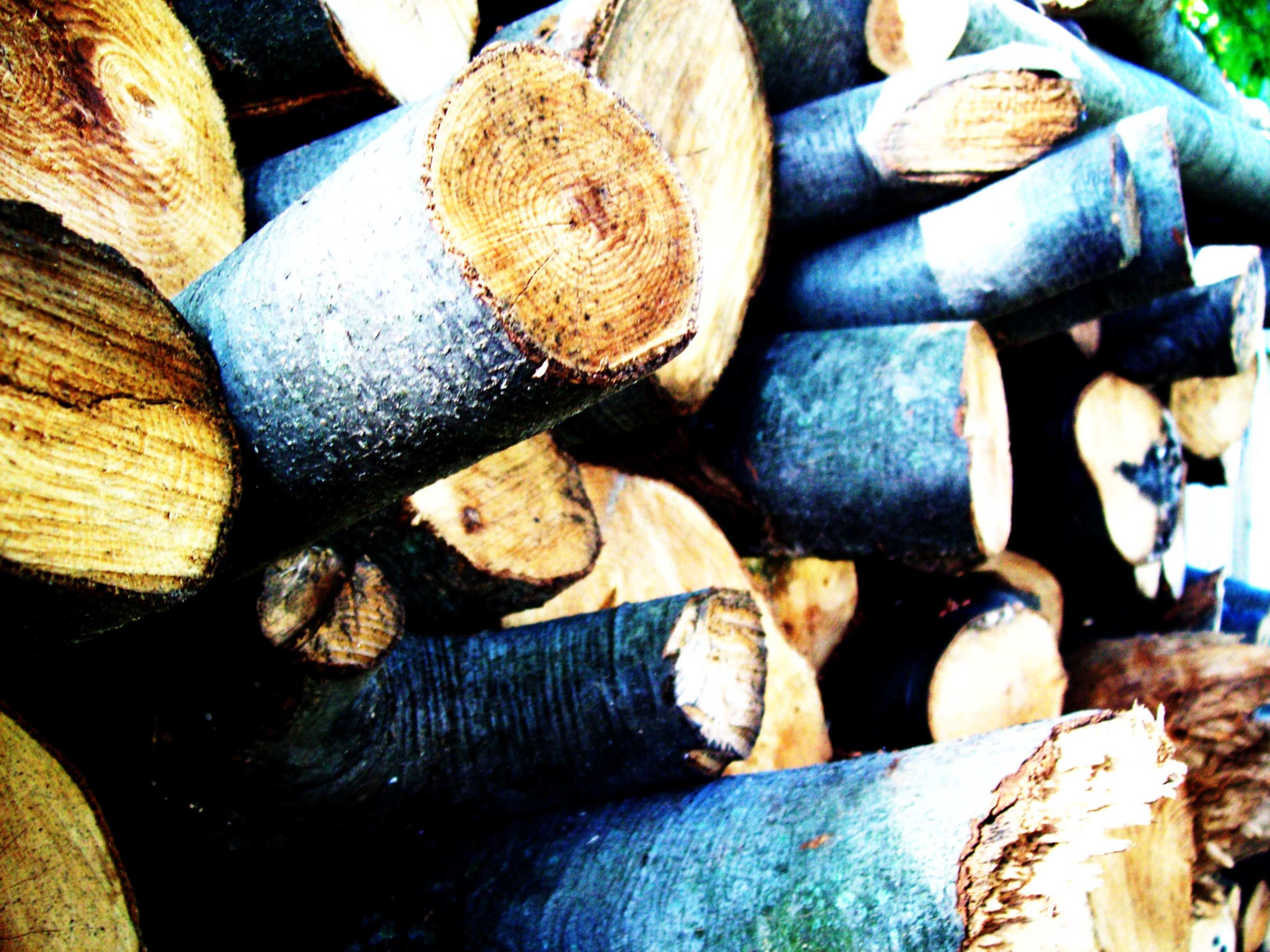 stacked firewood logs