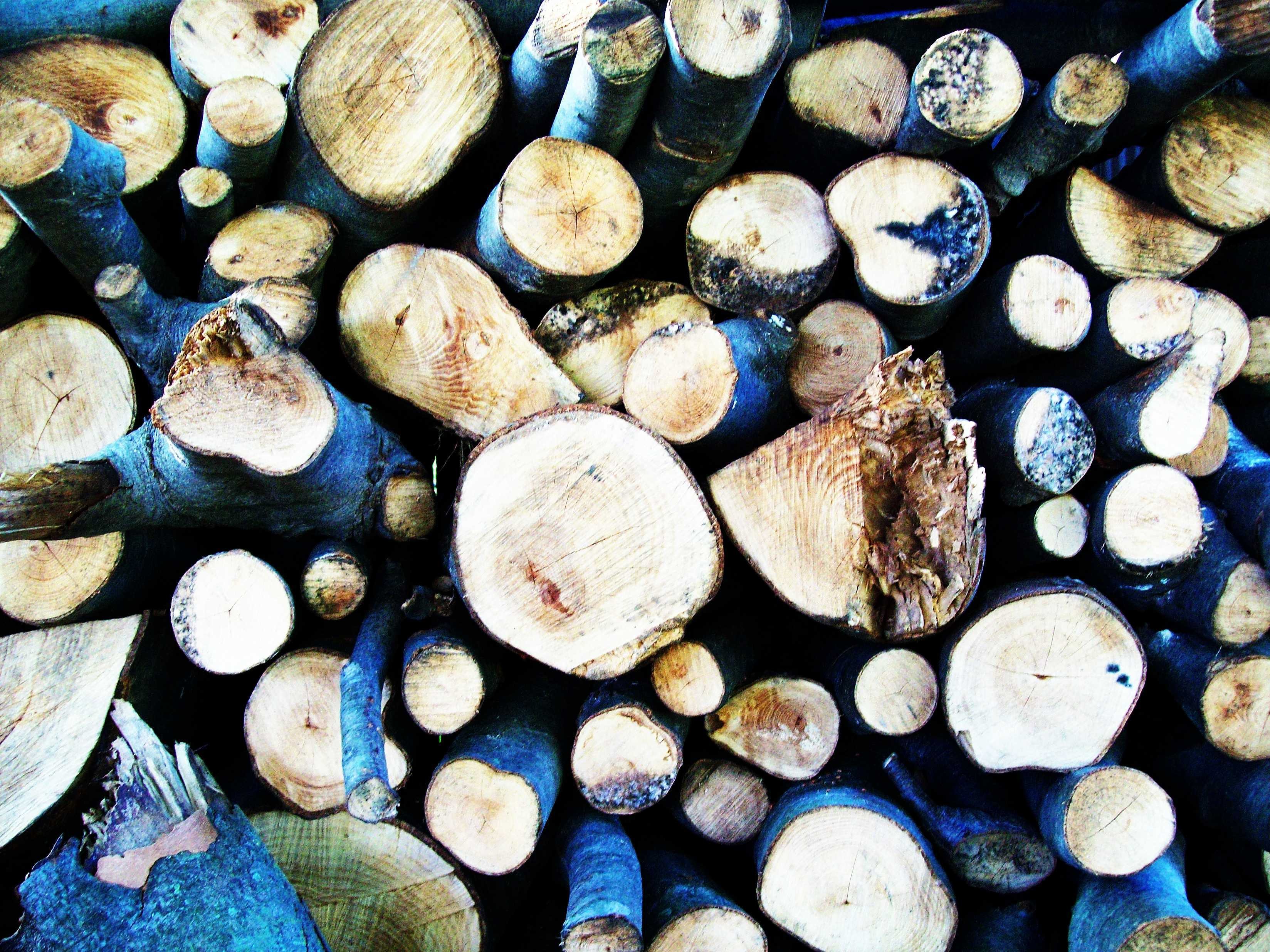 stacked firewood logs