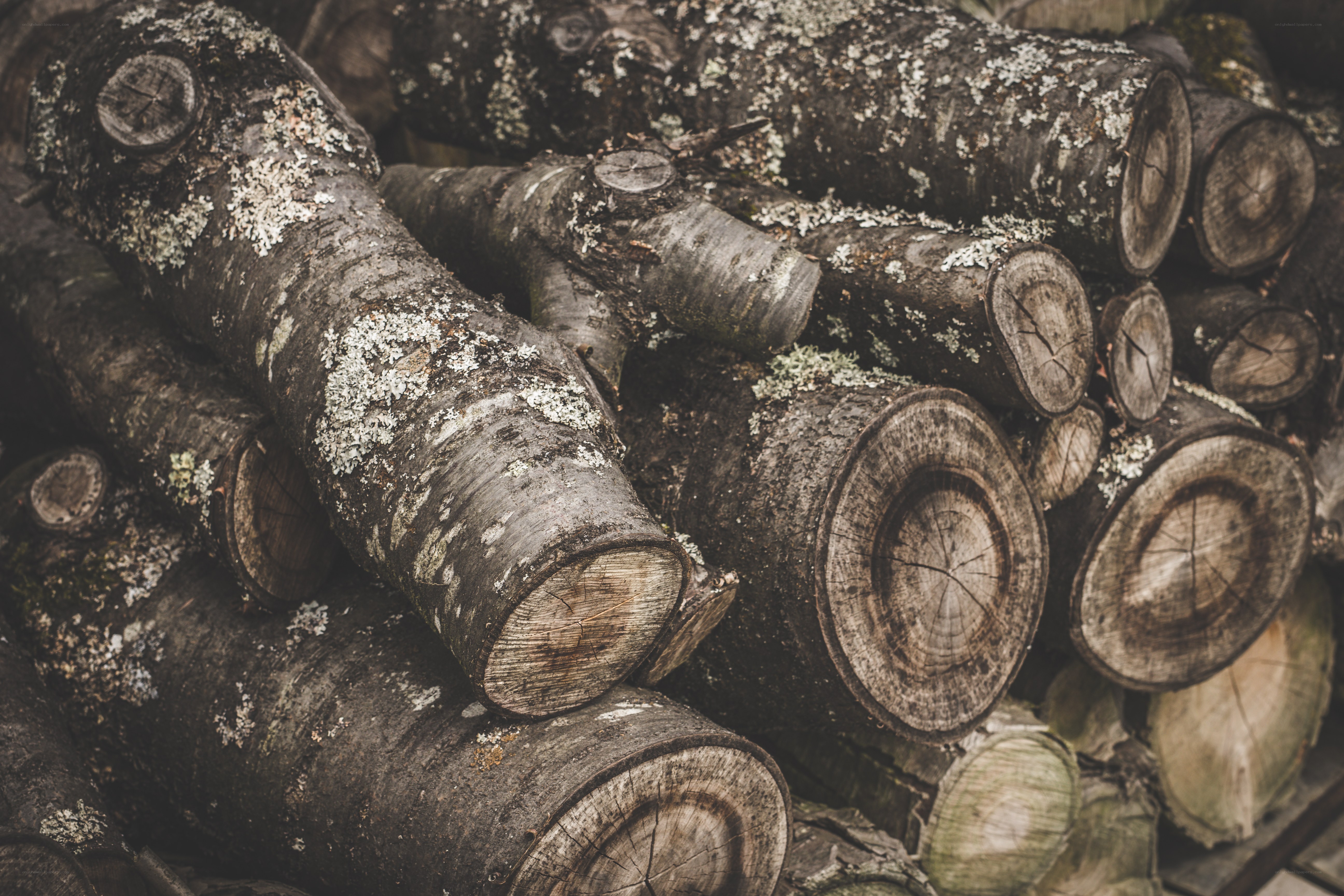 stacked firewood logs