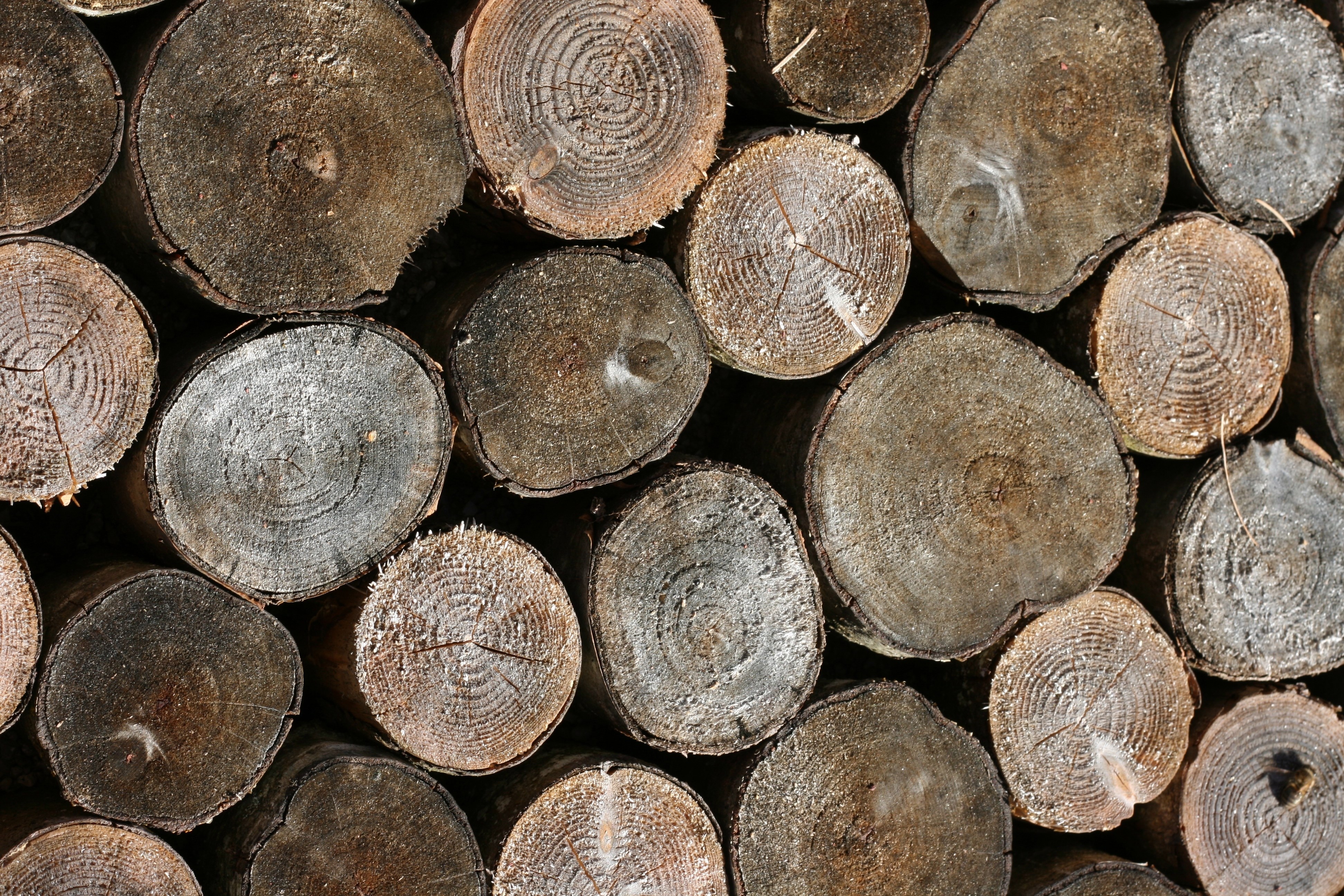 stacked firewood logs
