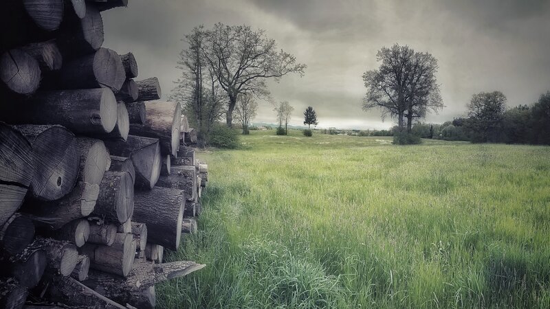 Stacked Logs in Field