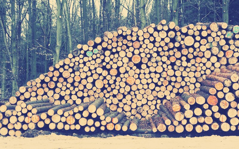 stacked logs in forest