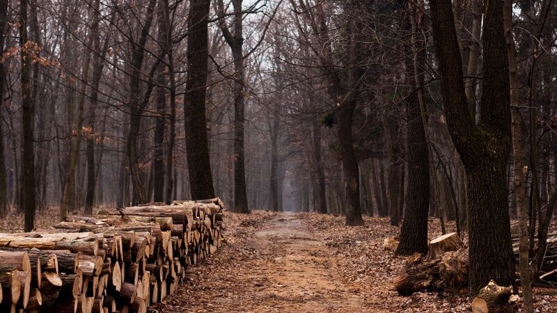 Stacked Logs in Forest — Autumn