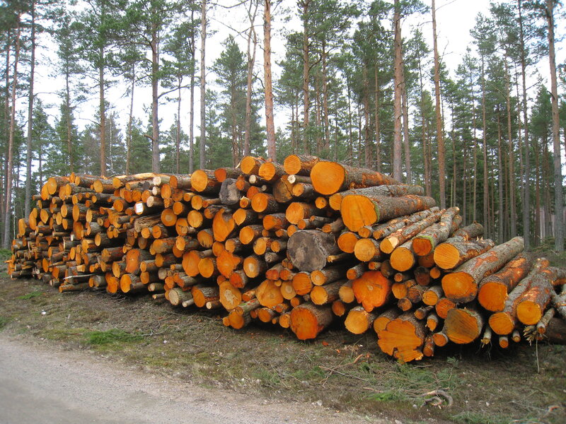 Stacked Logs in Forest — Brown, Natural, Afternoon